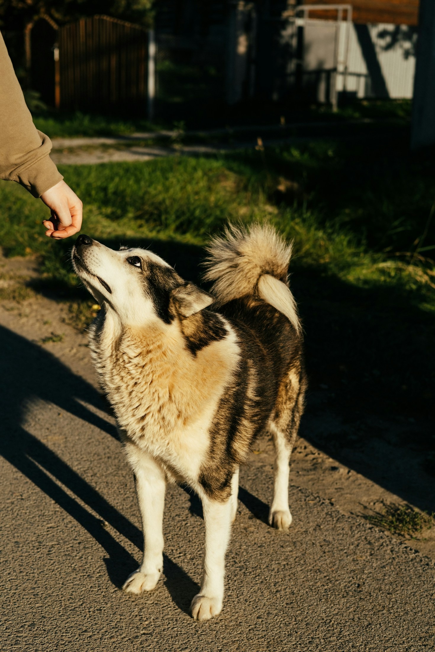 Understanding Your Dog’s Unique Needs